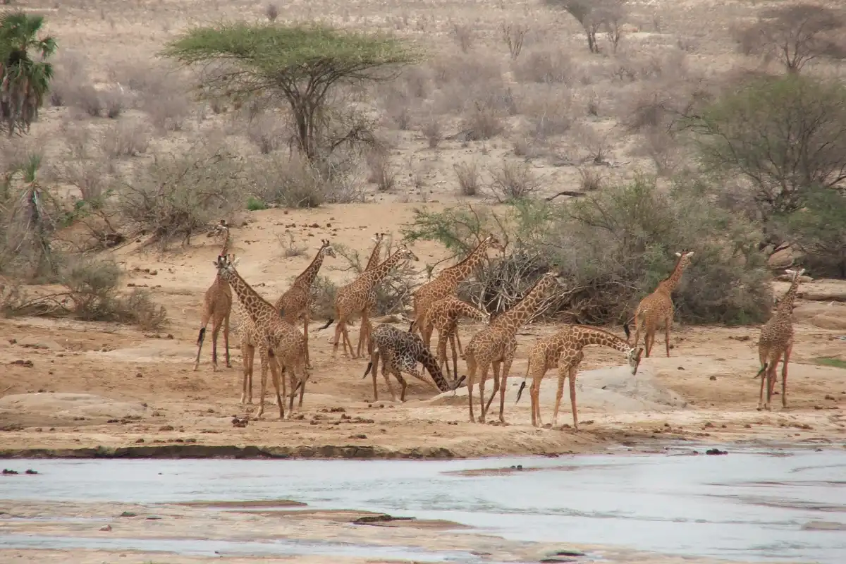 Tsavo East National Park Midrange Safari